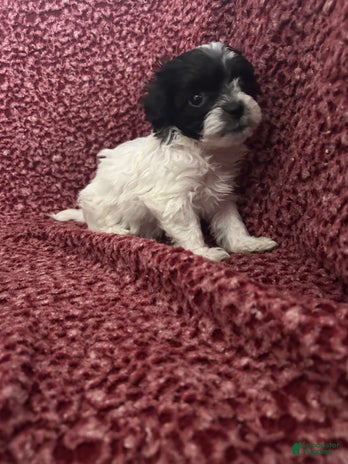 Teddy Bear dogs for sale - Ad 3