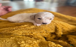 Goldendoodle dogs for sale: Polar - Image 1
