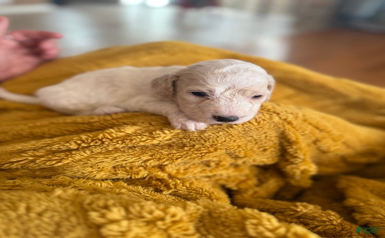 Goldendoodle dogs for sale - Ad 4
