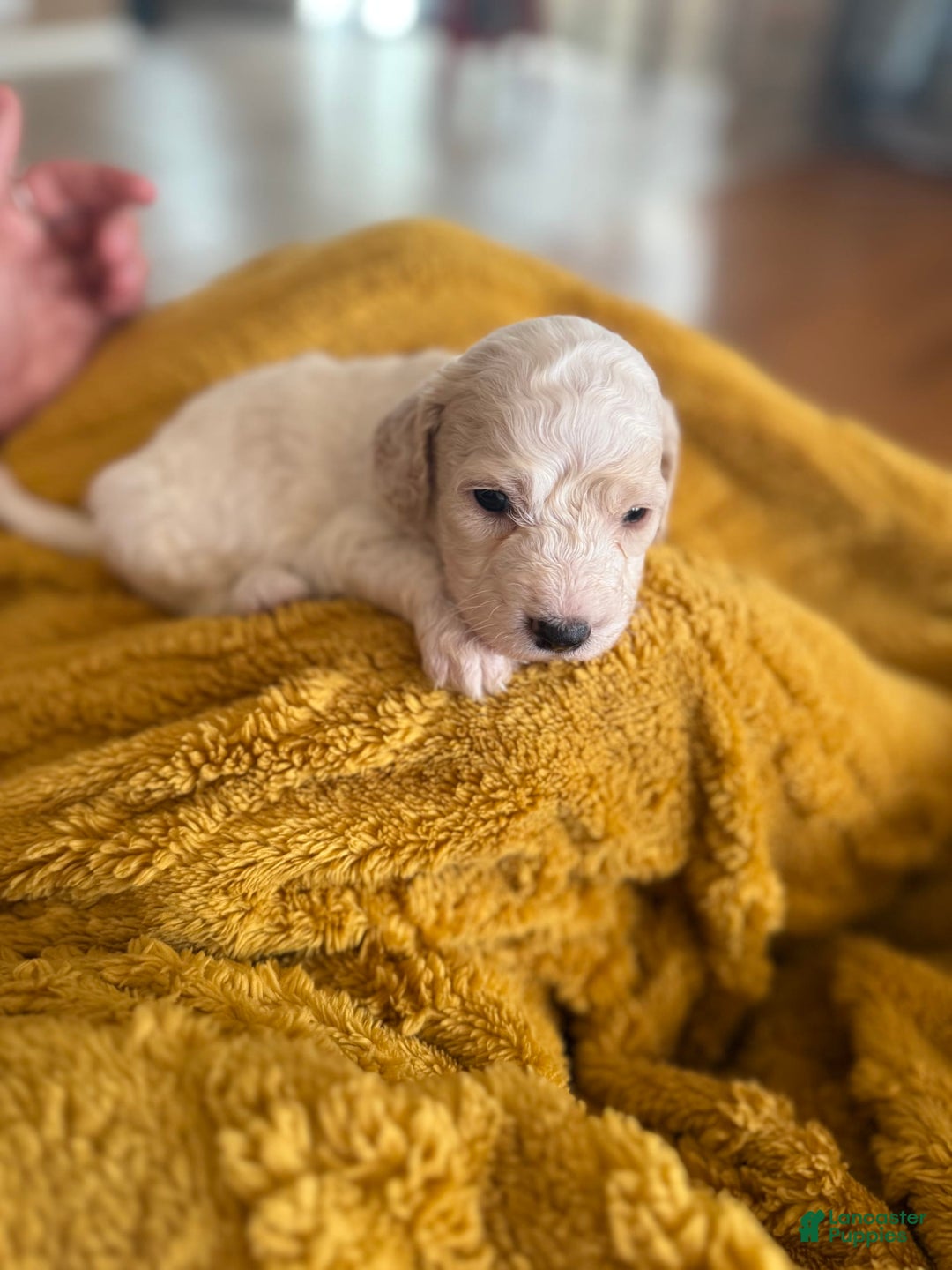 Goldendoodle dogs for sale: Polar - Image 1
