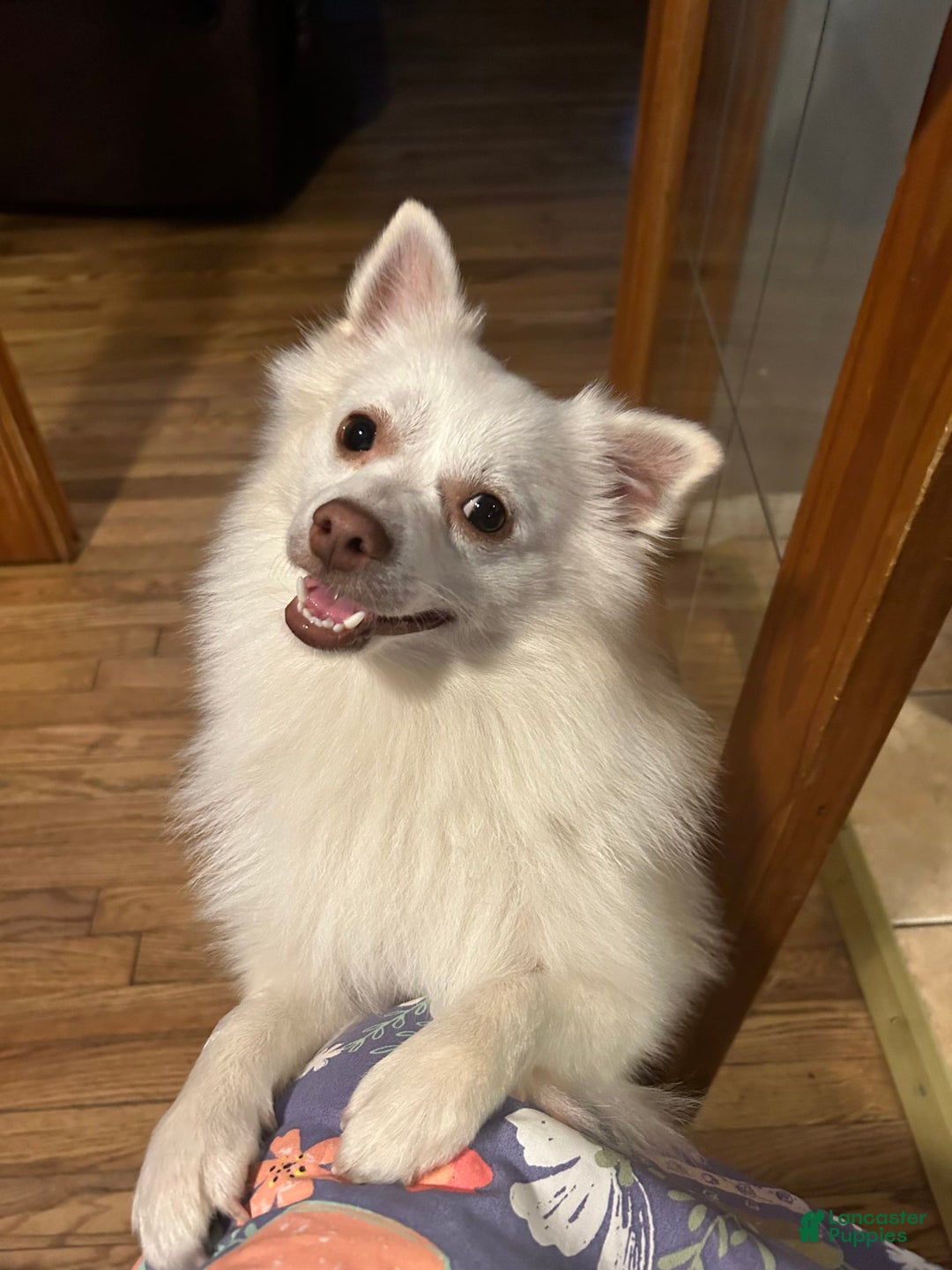 Pomchi dogs for sale: Damon - Image 1