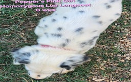 Dalmatian dogs for sale: Peppers Pink Girl - Image 8