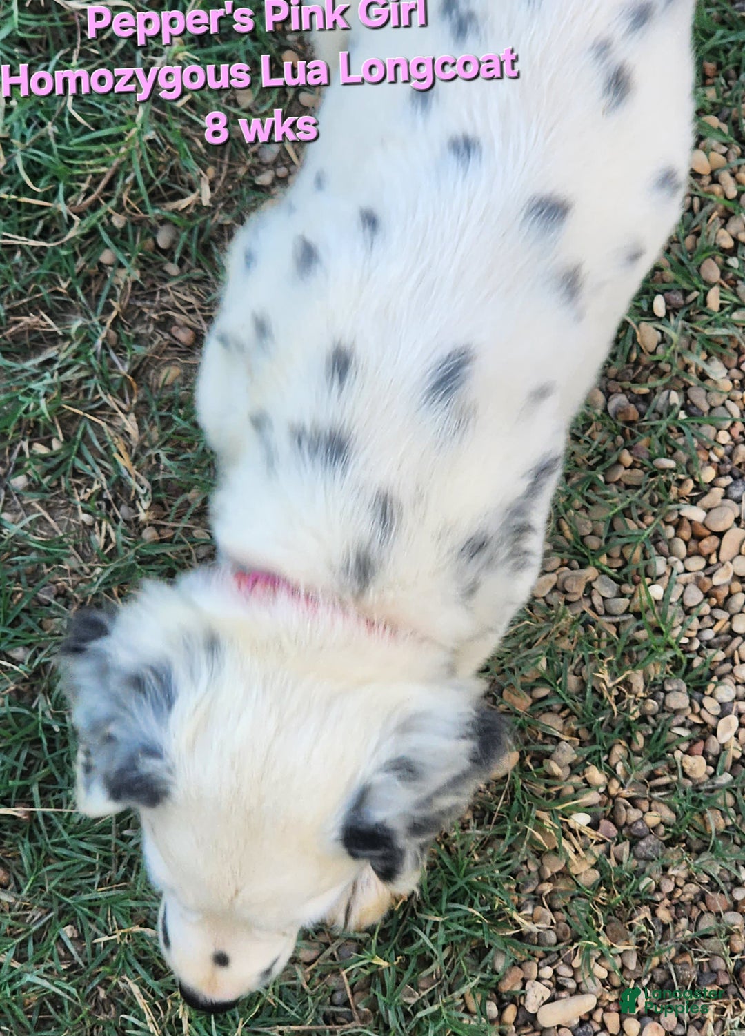 Dalmatian dogs for sale: Peppers Pink Girl - Image 8