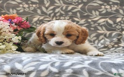 Cavapoo dogs for sale: Bambi - Image 1