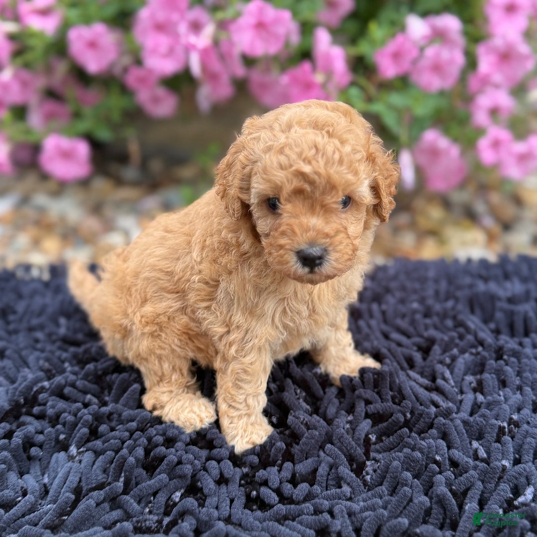 Toy Poodle dogs for sale: Bella - Image 4