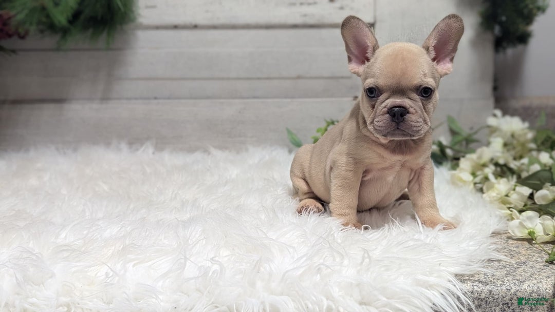 French Bulldog dogs for sale: Lindy - Image 6