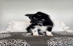 Pomsky dogs for sale: Birdie - Image 7