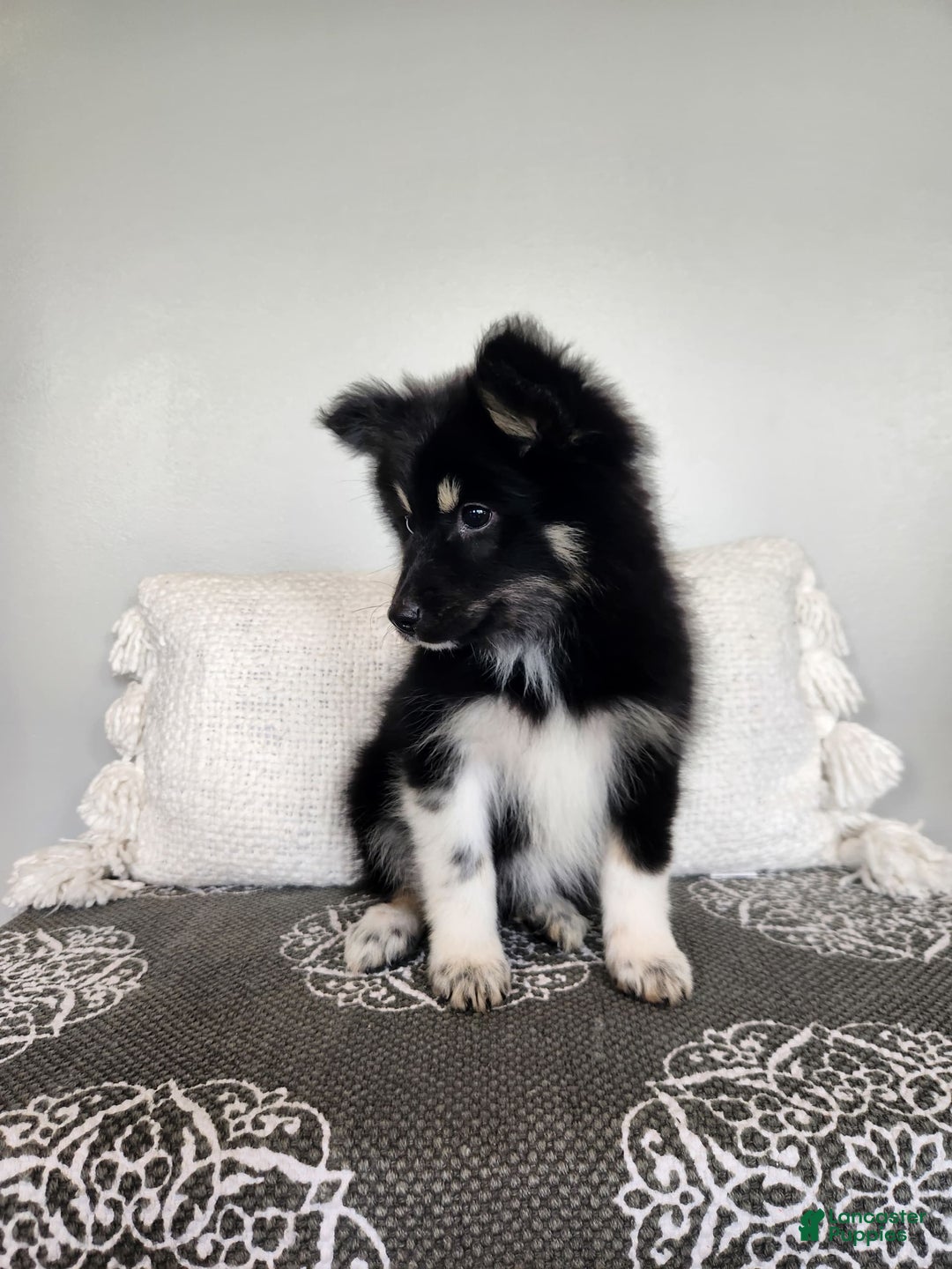 Pomsky dogs for sale: Birdie - Image 7