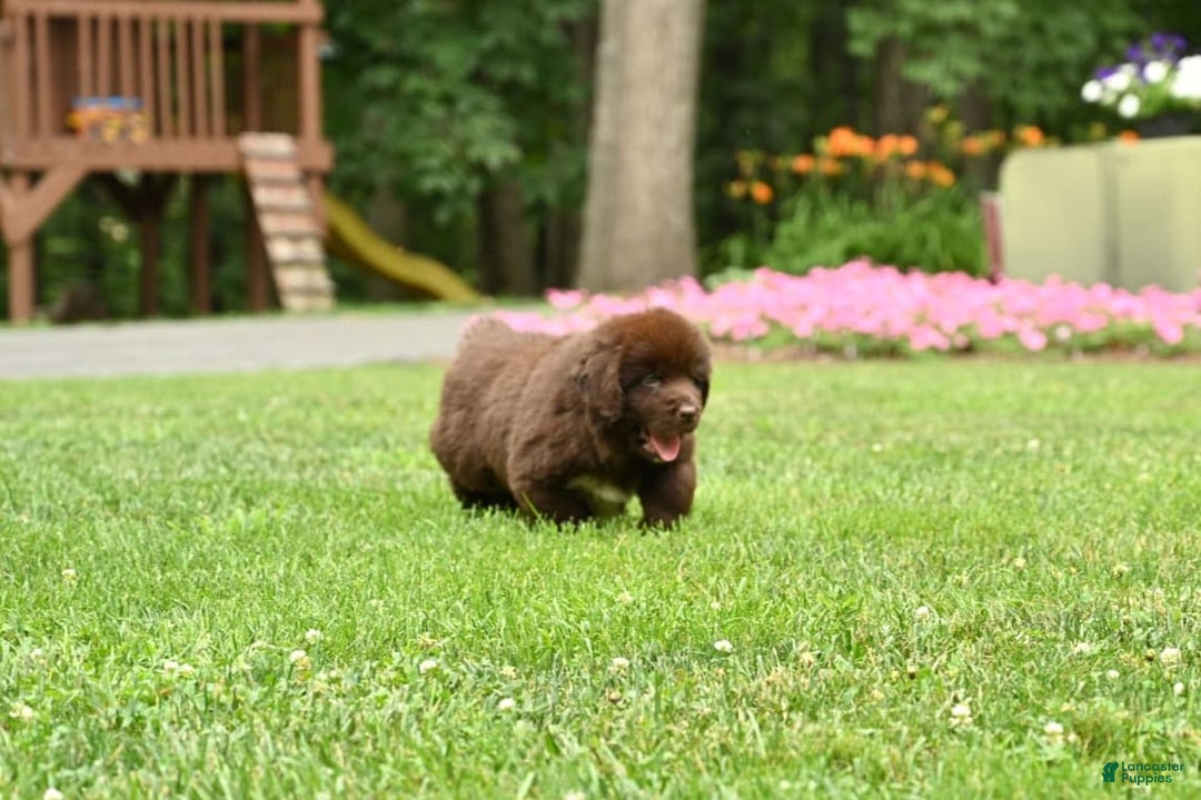 Newfoundland dogs for sale: Bella - Image 19