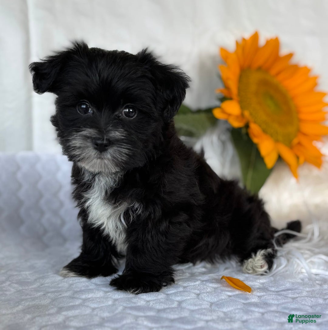 Morkie dogs for sale: LAKOTA - Image 2