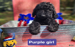 Goldendoodle dogs for sale: Lola - Image 4
