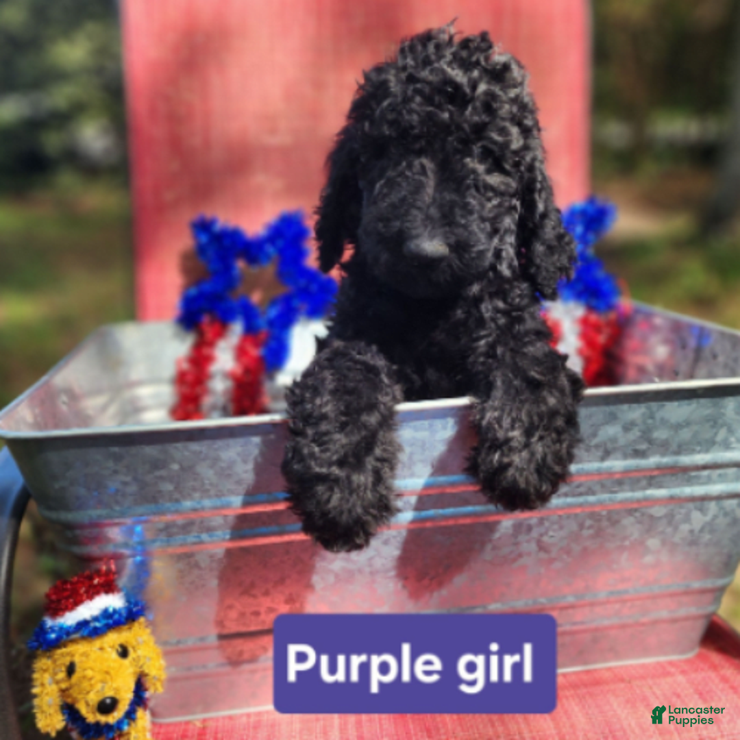 Goldendoodle dogs for sale: Lola - Image 4