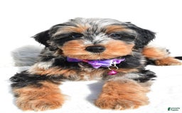 Mini Aussiedoodle dogs for sale: Elsie - Image 8