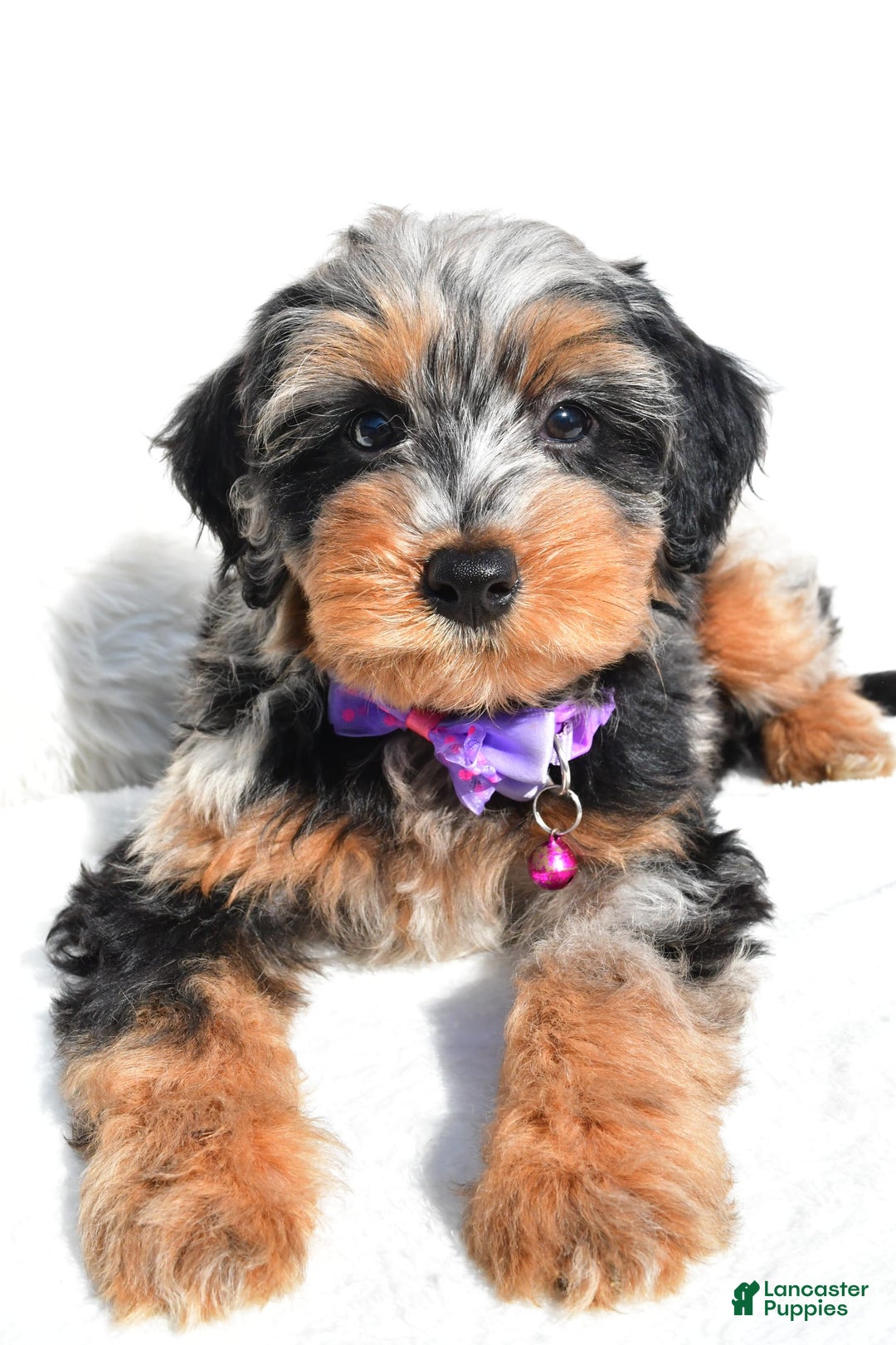 Mini Aussiedoodle dogs for sale: Elsie - Image 8