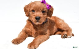 Mini Goldendoodle dogs for sale: Tiny - Image 1