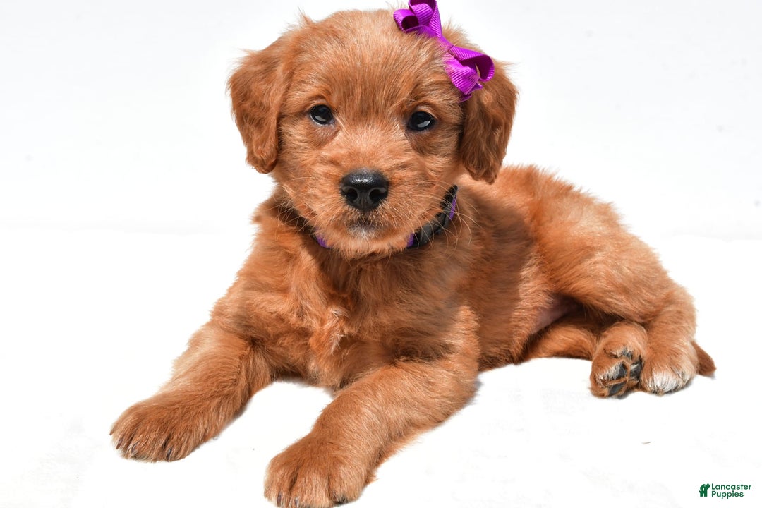 Mini Goldendoodle dogs for sale: Tiny - Image 1