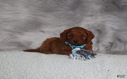 Mini Goldendoodle dogs for sale: Clint - Image 2