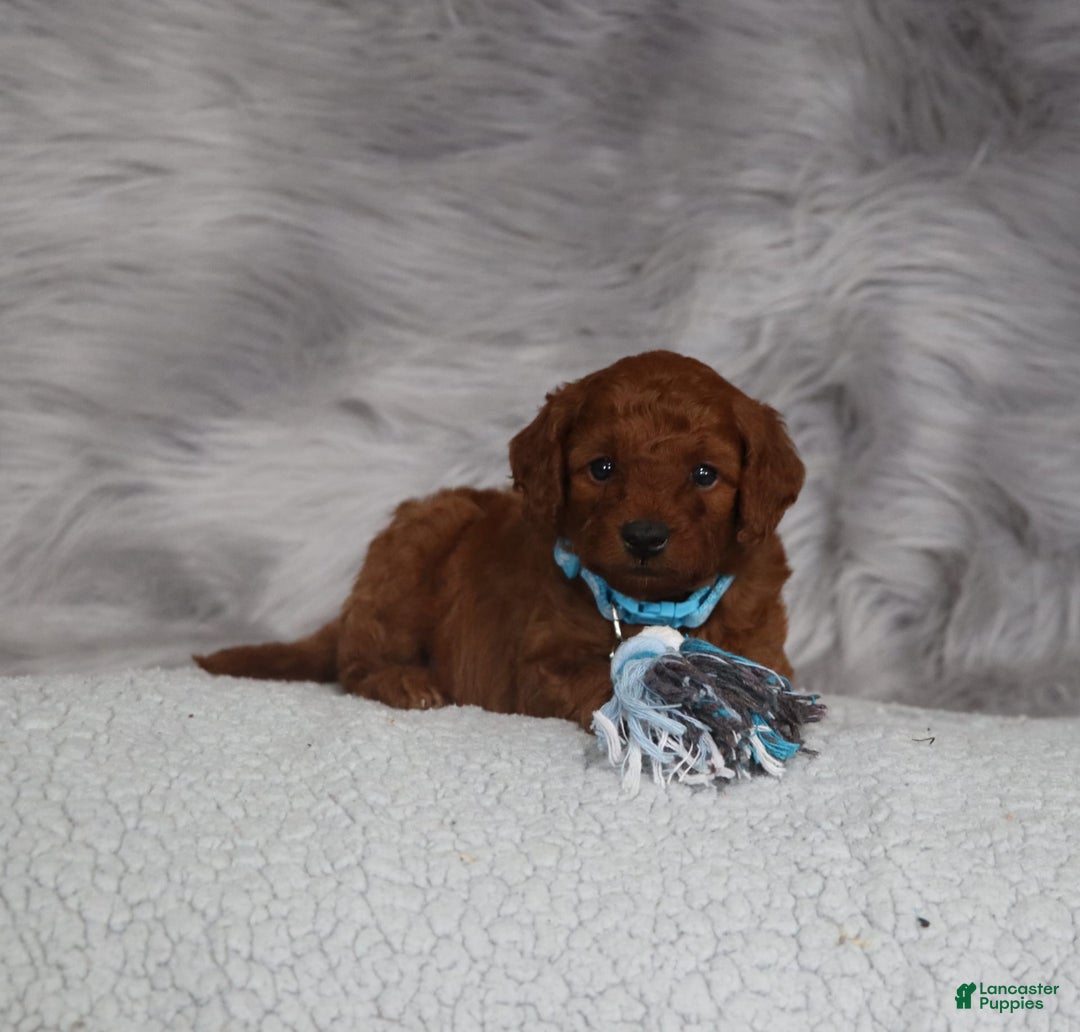 Mini Goldendoodle dogs for sale: Clint - Image 2