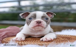 Boston Terrier dogs for sale: Darla - Image 3