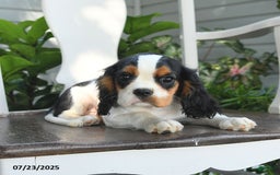 Cavalier King Charles Spaniel dogs for sale: Clapton - Image 10