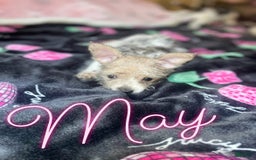 Chihuahua dogs for sale: May - Image 2