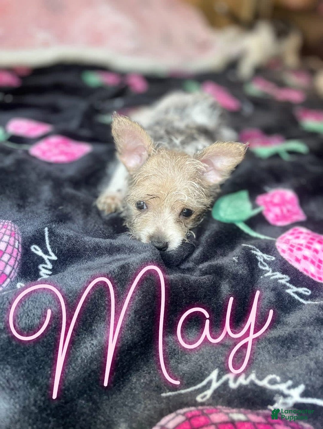 Chihuahua dogs for sale: May - Image 2