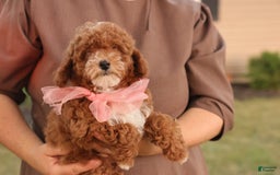 Toy Poodle dogs for sale: Skittles - Image 2