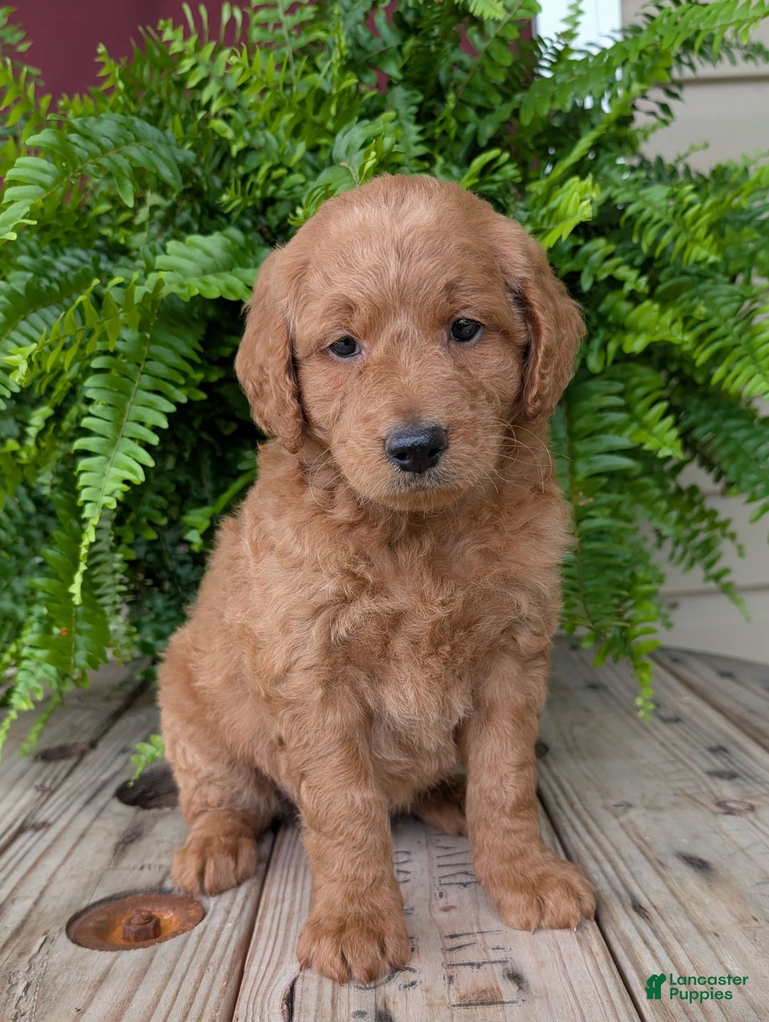 Goldendoodle dogs for sale: Reed - Image 6