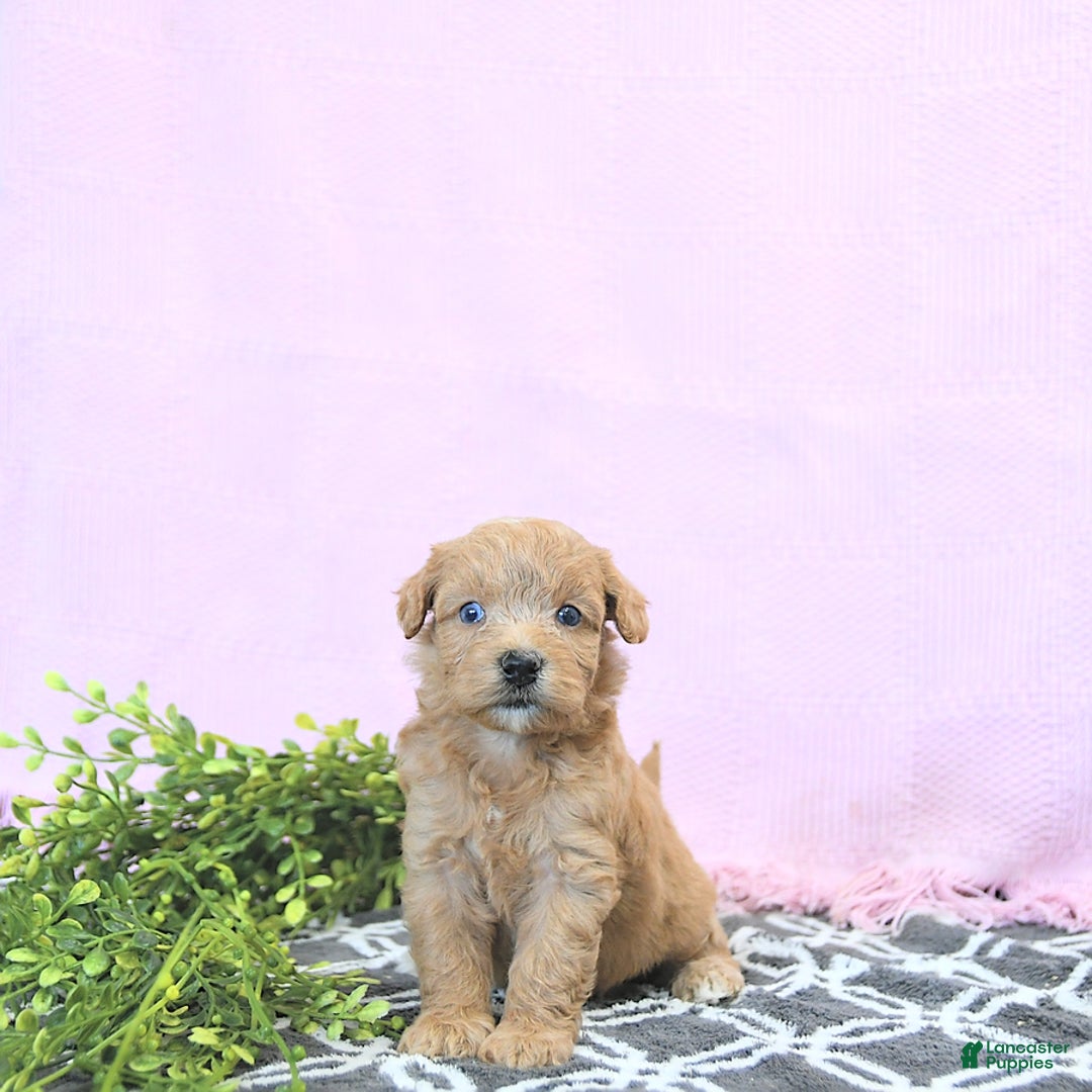 Mini Goldendoodle dogs for sale: Kassia - Image 1