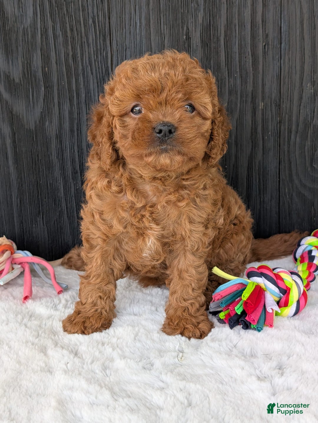 Cavapoo dogs for sale: Ginger - Image 9