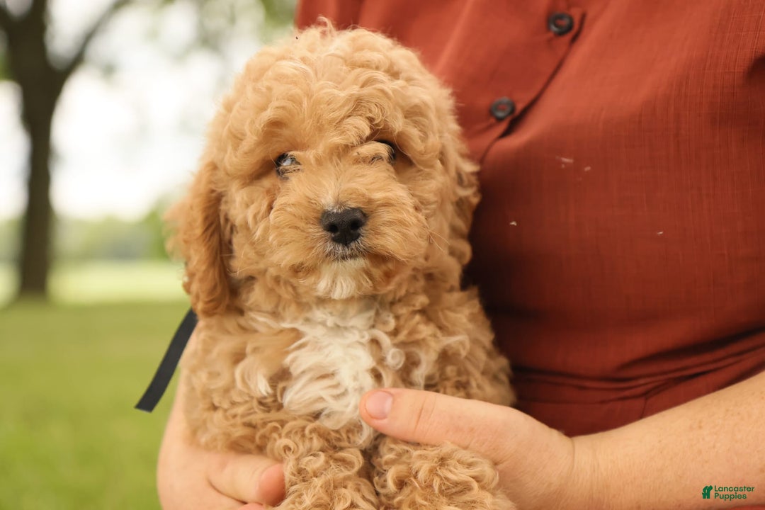 Mini Goldendoodle dogs for sale: Leo - Image 15