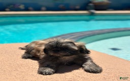 Shih Tzu dogs for sale: Copper - Image 5