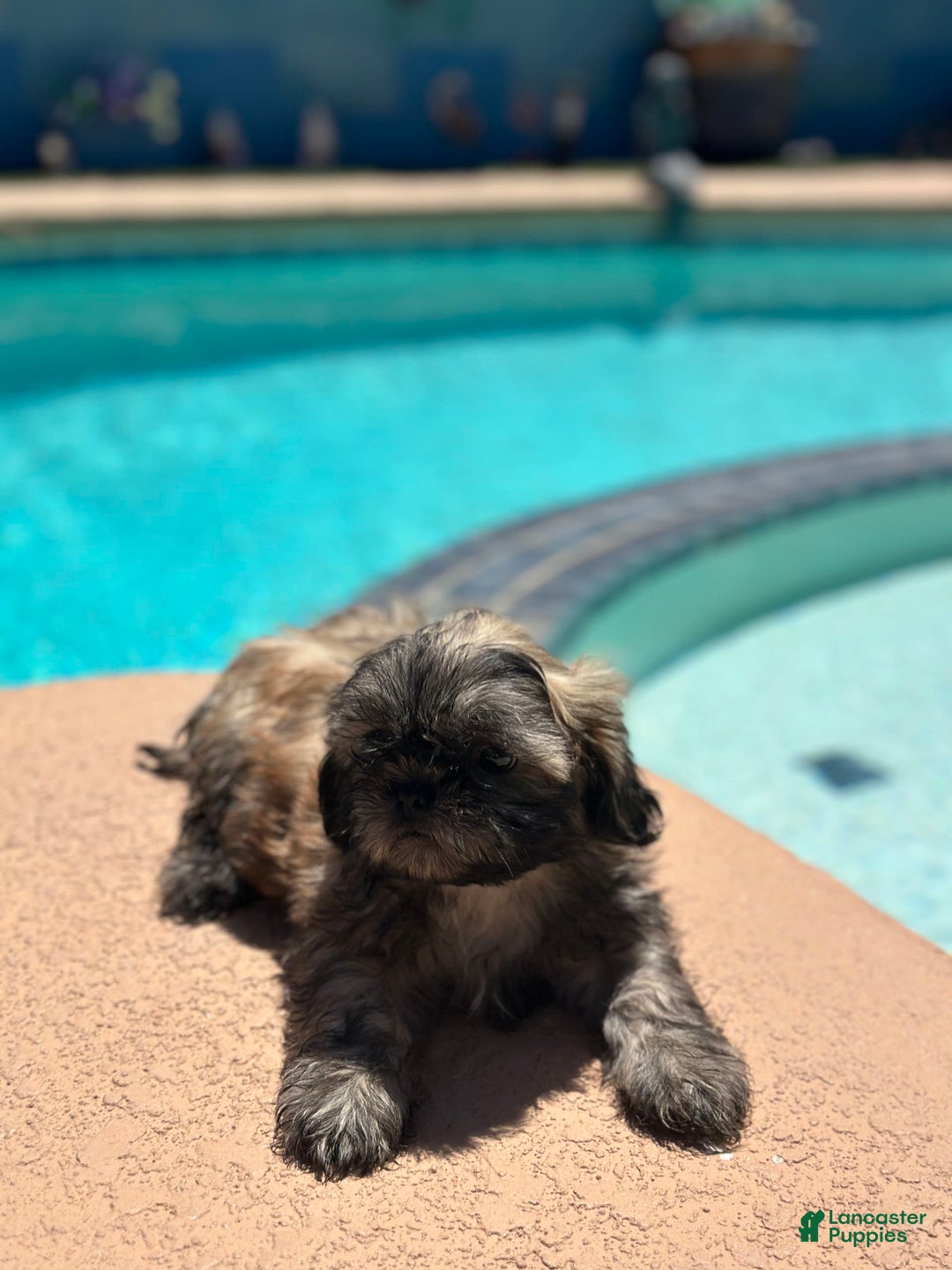 Shih Tzu dogs for sale: Copper - Image 5