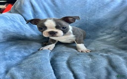 Boston Terrier dogs for sale: Theo - Image 3