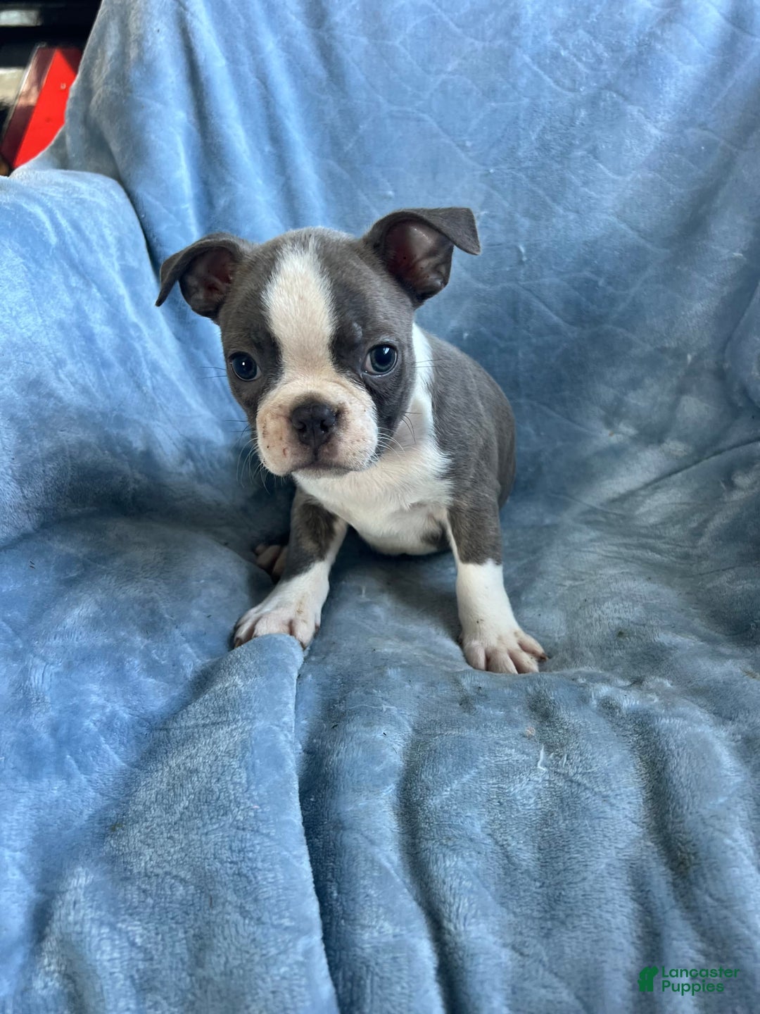Boston Terrier dogs for sale: Theo - Image 3