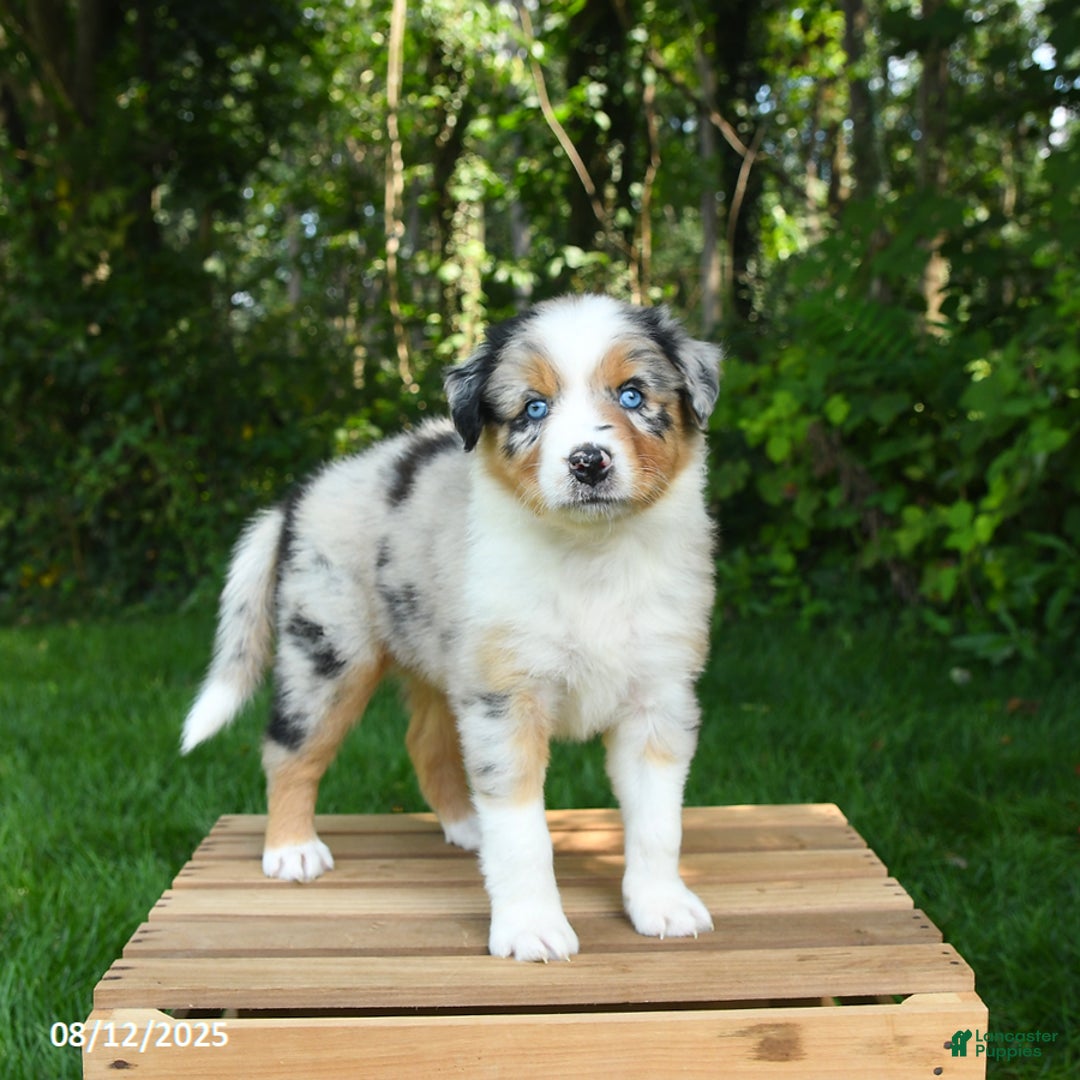 Australian Shepherd dogs for sale: Alyssa - Image 5