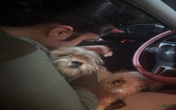 Shih Tzu dogs for sale: Luna - Image 2