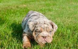 English Bulldog dogs for sale: Sadie - Image 3