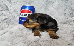 Yorkshire Terrier dogs for sale: Tinkerbell - Image 2