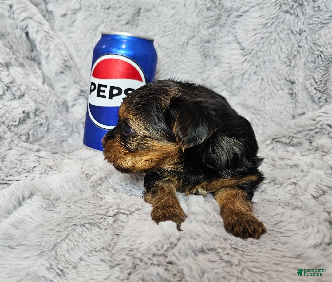 Yorkshire Terrier dogs for sale: Tinkerbell - Image 2