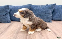 Mini Bernedoodle dogs for sale: Luna - Image 4