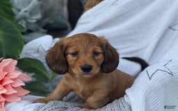 Miniature Dachshund dogs for sale: Buster - Image 10