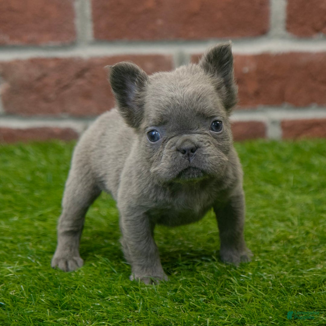 French Bulldog dogs for sale: Lilly - Image 4