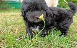 Shihpoo dogs for sale: Pomshihpoo Male Puppy🖤 - Image 4