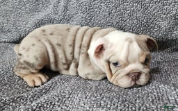English Bulldog dogs for sale: Lilly - Image 4
