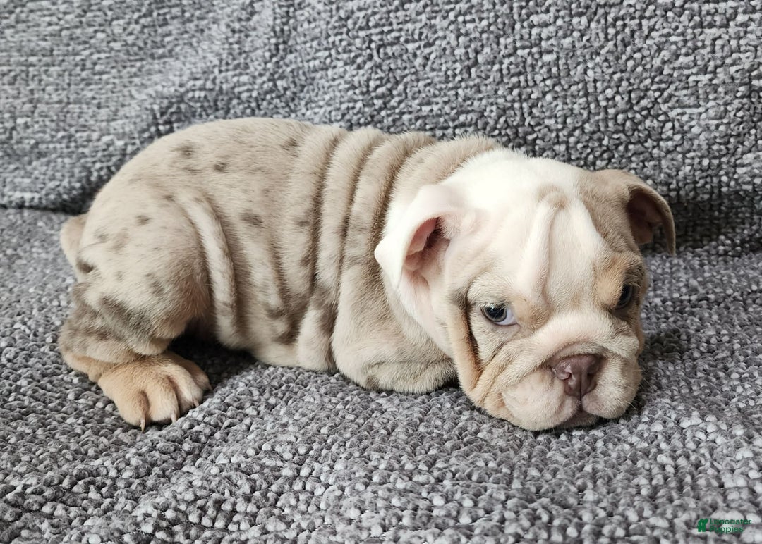 English Bulldog dogs for sale: Lilly - Image 4