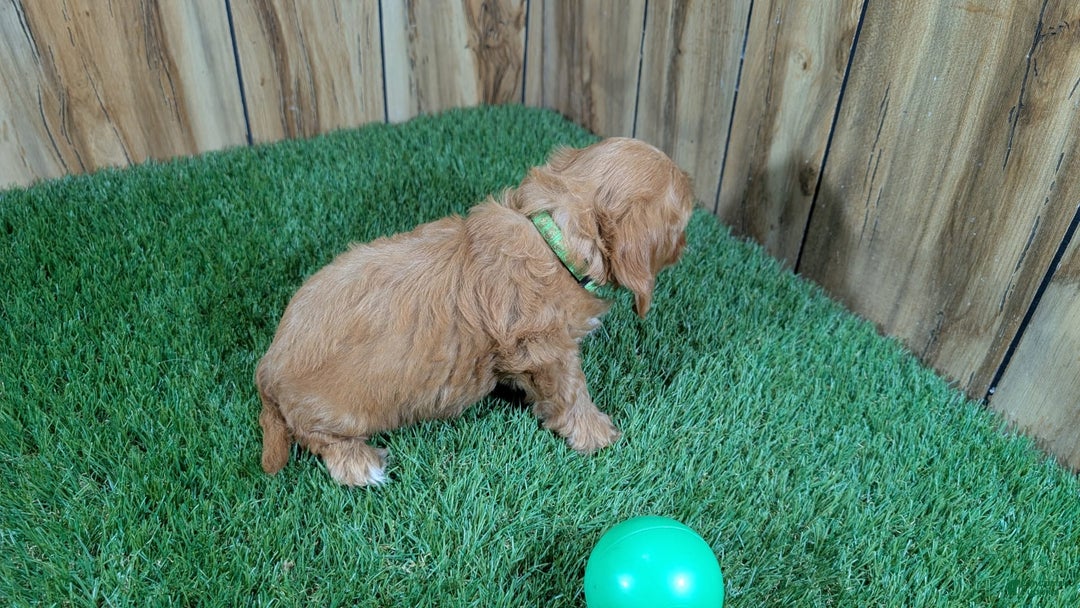 Cavapoo dogs for sale: Honeycomb Boy 4 - Image 11