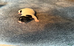 Jack Russell Terrier dogs for sale: Lovely - Image 1