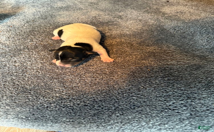 Jack Russell Terrier dogs for sale - Ad 1