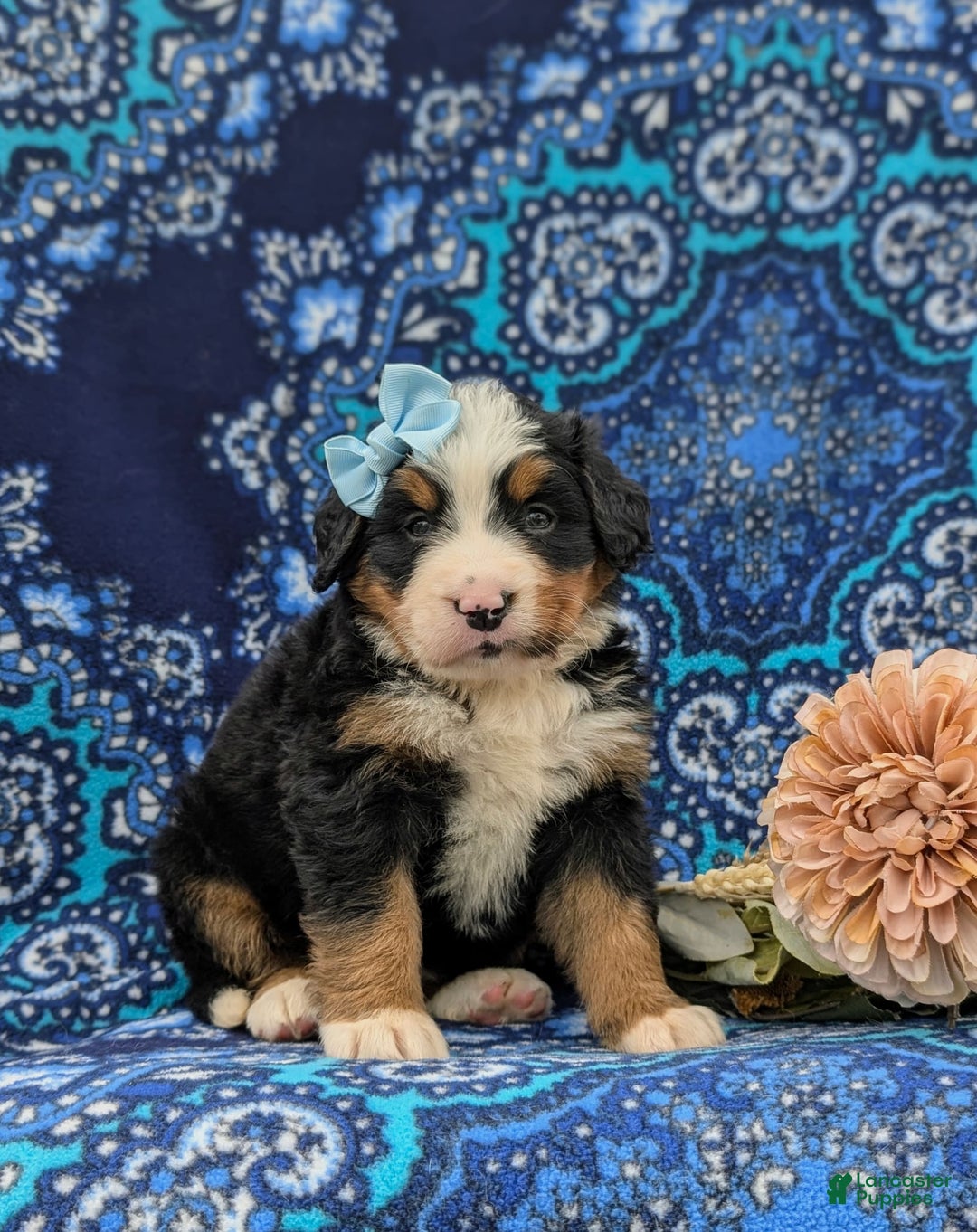 Bernese Mountain Dog dogs for sale: Emma - Image 9